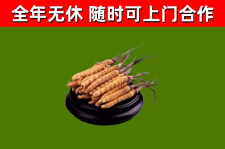 滨州回收冬虫夏草